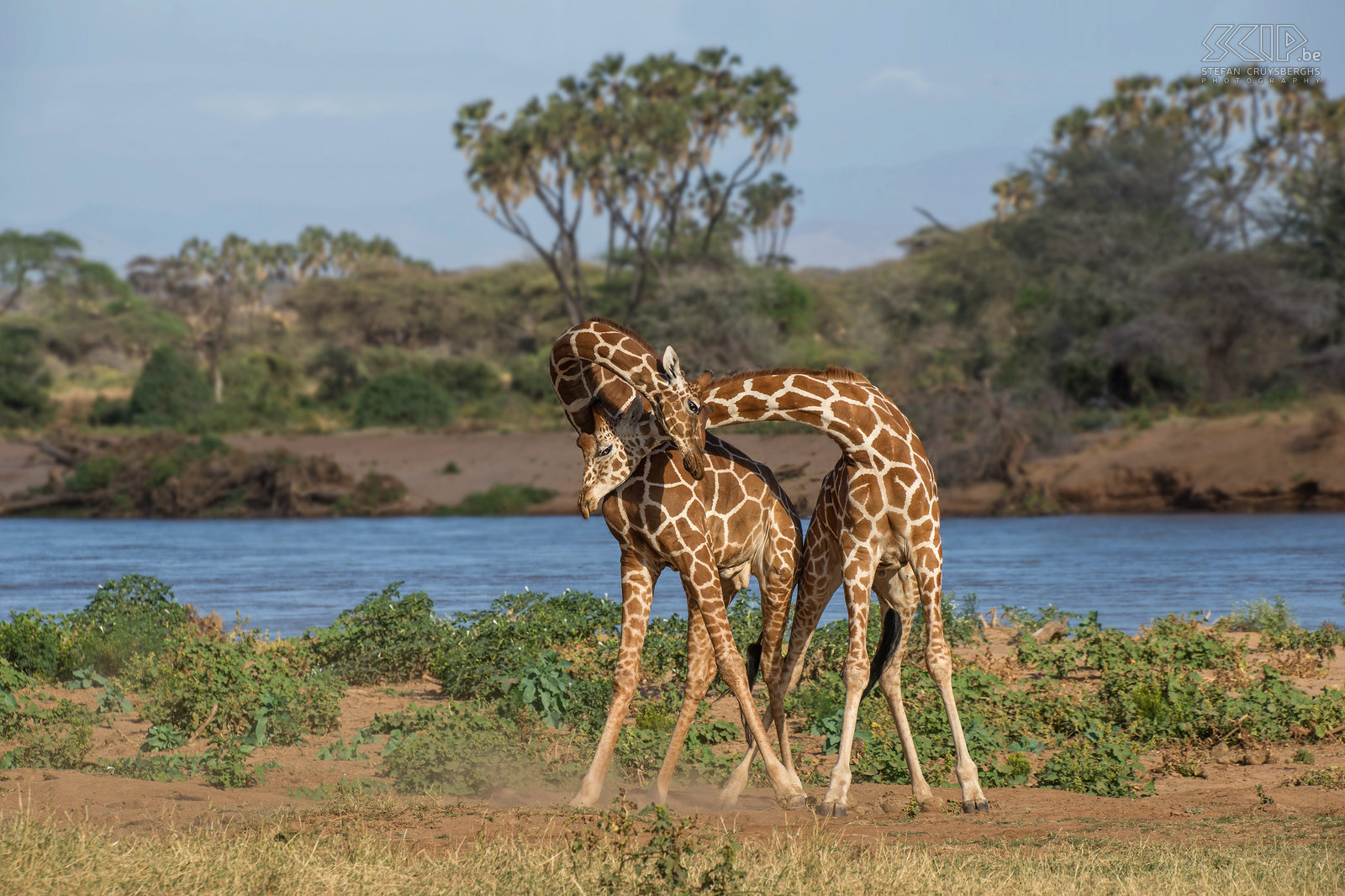Samburu - Vechtende giraffen Nee, deze giraffen zijn niet aan het knuffelen maar wel aan het vechten! Deze twee mannelijke giraffen staan zij-aan-zij en bestrijden elkaar met hun nek. We waren getuige van dit gevecht in de buurt van de Ewaso Ng'iro rivier in Samburu NP. Het was zeer indrukwekkend omdat je het geluid van de slagen zelfs kon horen. De Somalische-giraffe is een ondersoort van de giraf en komt voor in Somalië, Zuid-Ethiopië en Noord-Kenia. Stefan Cruysberghs